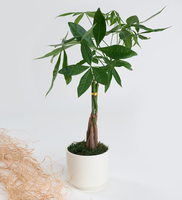 Para Ağacı Pachira - Çiçek Görseli